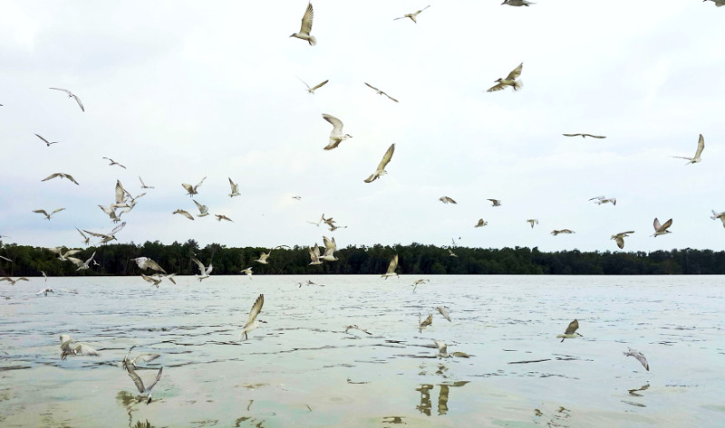 Feed eagles from your boat