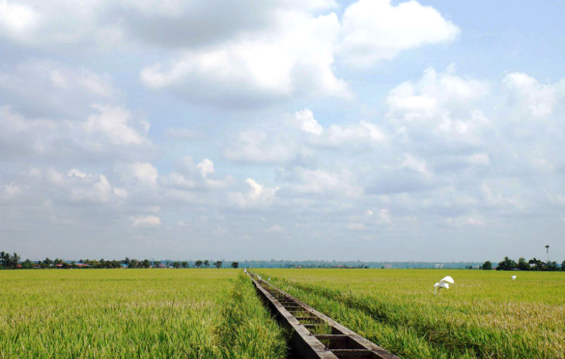 Take the perfect selfie on the paddy fields of Sekinchan